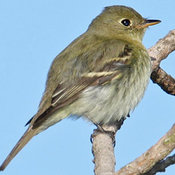 Yellow-bellied Flycatcher